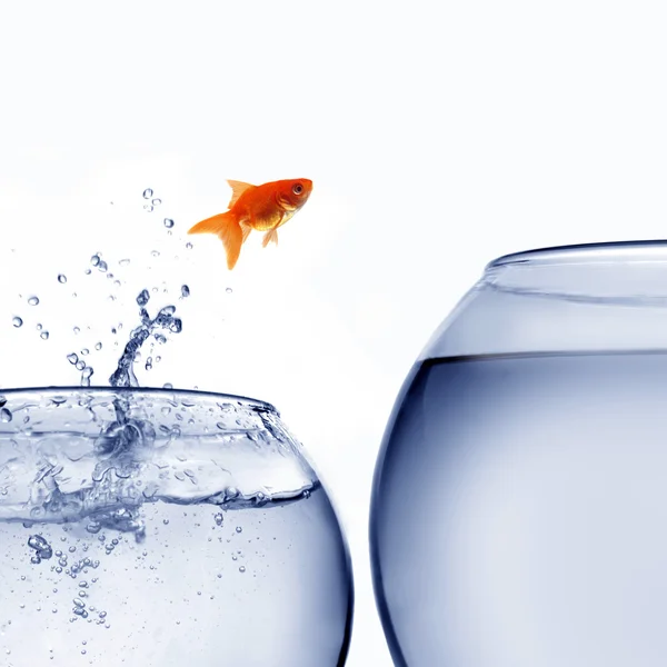 Goldfish jumping out of the water Royalty Free Stock Images