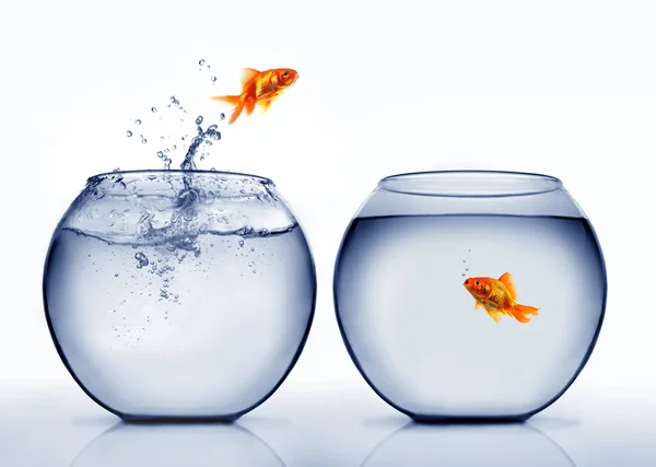 Goldfish jumping out of the water — Stock Photo, Image