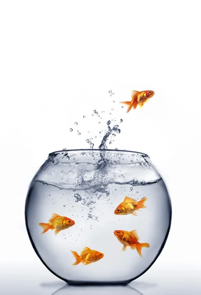 Goldfish jumping out of the water Stock Picture