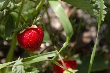 strawberrie alanı