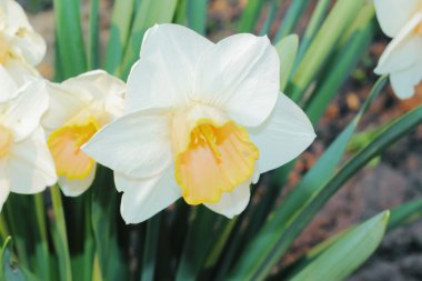 Beyaz narcissuses