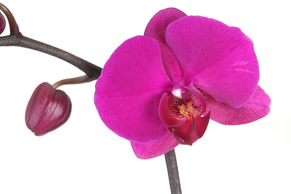 Orquídea carmesí — Foto de Stock