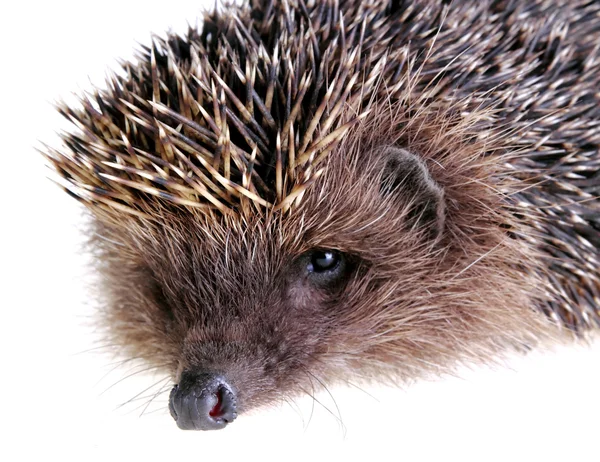 stock image Young hedgehog