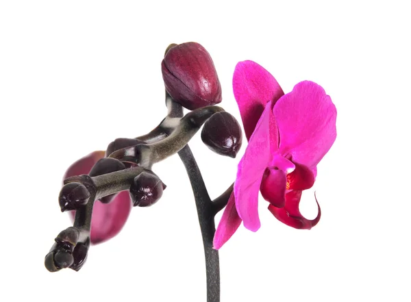Karmazynowy orchidea — Zdjęcie stockowe