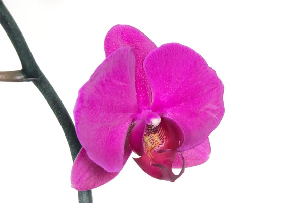 Orquídea carmesí — Foto de Stock