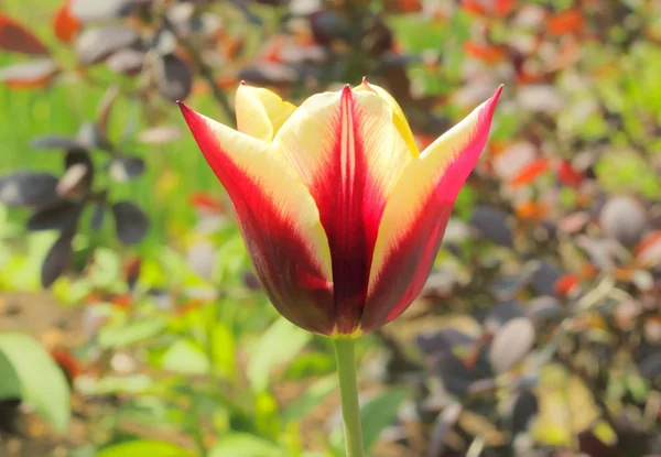 Tulipa amarela-vermelha — Fotografia de Stock
