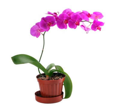 Crimson orchid clipart