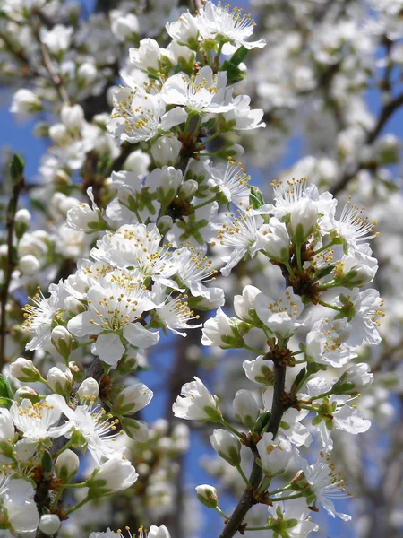 Ramo de cereja branca florescente — Fotografia de Stock
