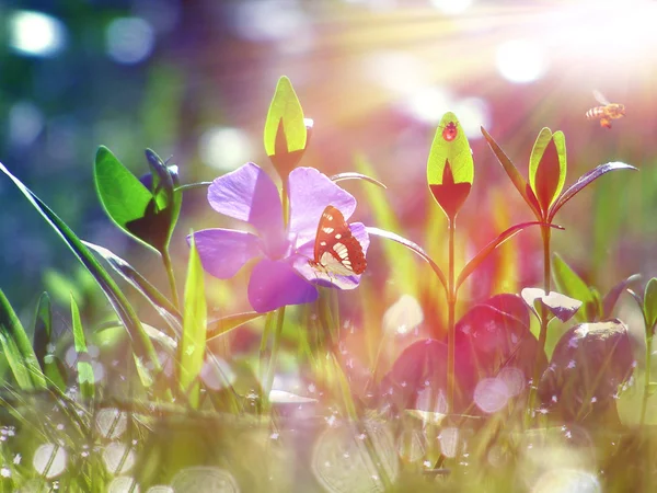 Campo de hierba y flores bajo la luz del sol de la mañana — Foto de Stock