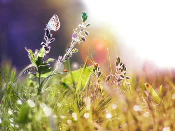 Bloemen en gras veld onder de ochtendzon — Stockfoto