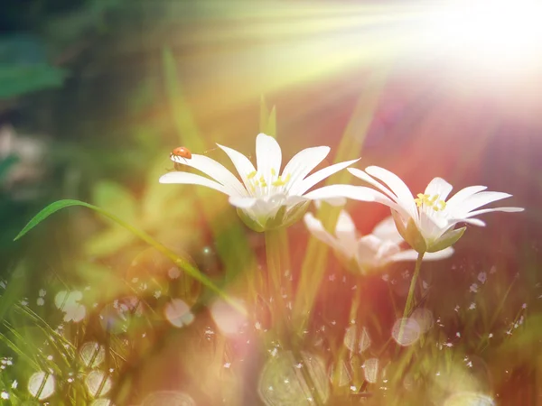 Pola trawy i kwiatów pod ranek sunlight — Zdjęcie stockowe