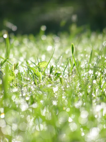Green grass field covered with dew — Stock Photo, Image