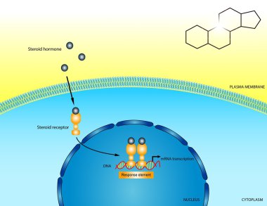 Steroid hormones clipart