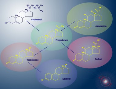 Steroidogenesis clipart