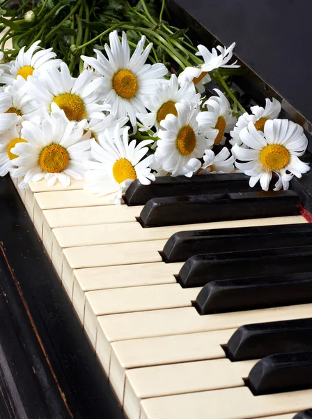 Camomiles on the old piano — Stock Photo, Image