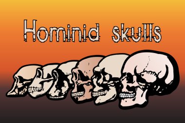 Different types of human skulls by evolution clipart