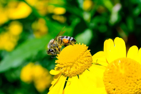 Bee collecting pollen on a yellow flower — Stock Photo, Image