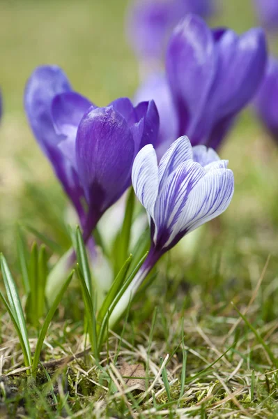 Spring holiday crocus flowers — Stock Photo, Image