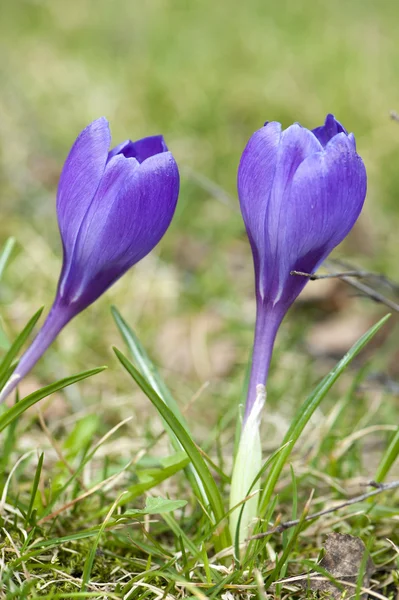 Blooming spring crocus flowers — Stock Photo, Image