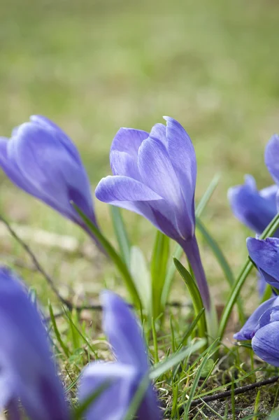Close-up of blooming spring crocuses — Stock Photo, Image