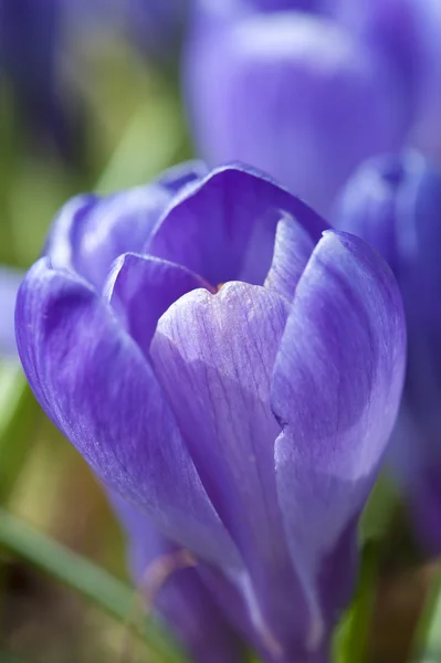 Nahaufnahme von violett blühenden Krokussen — Stockfoto