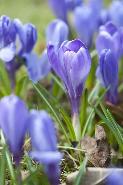 Frühlingskrokus im Garten — Stockfoto
