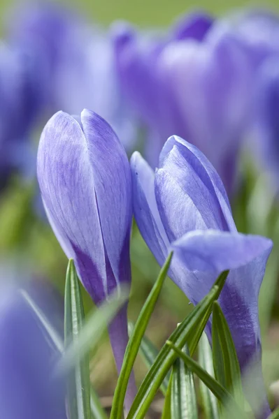 春のクロッカスの花のクローズ アップ — ストック写真