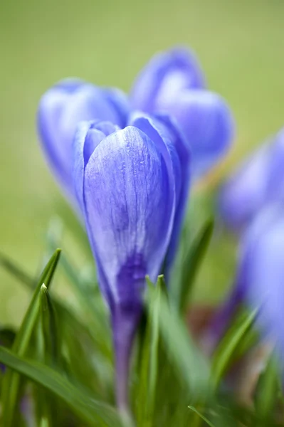 Primavera flor de croco close-up — Fotografia de Stock