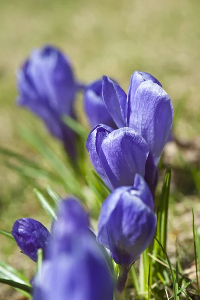 Frühling violette Krokusblüten — Stockfoto