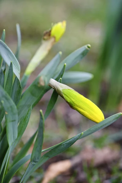黄色の花を春します。 — ストック写真
