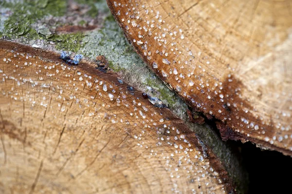 Drzewo dąb wyciąć tło — Zdjęcie stockowe
