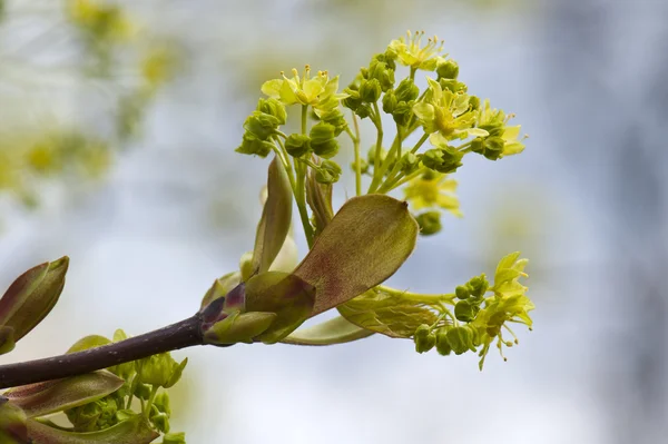 Broto de árvore de primavera — Fotografia de Stock