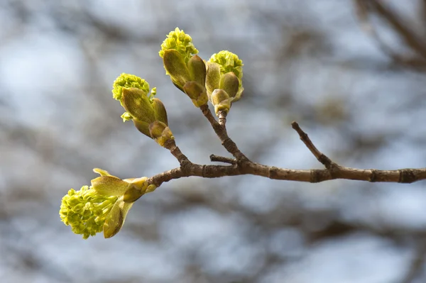 Drzewo gałąź z wiosny główek rosnących — Zdjęcie stockowe