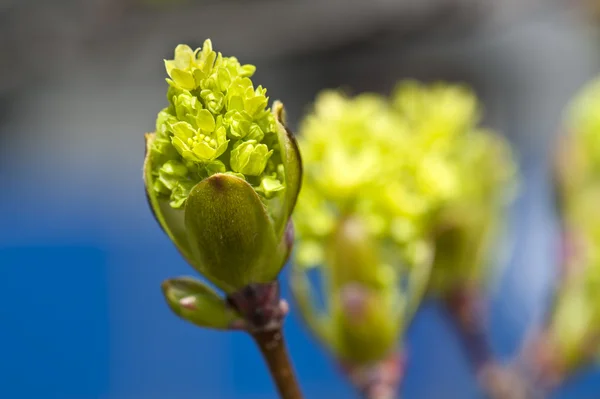 Broto de primavera crescente — Fotografia de Stock