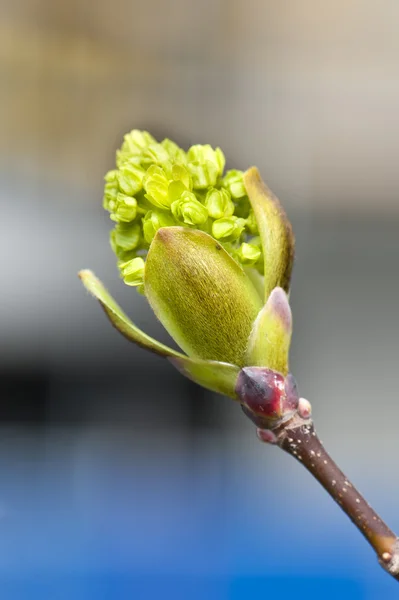 Broto de primavera crescente — Fotografia de Stock