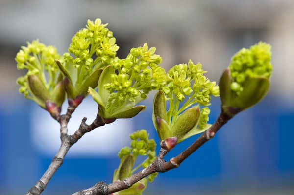 Branch of growing buds on the gree — Stock Photo, Image