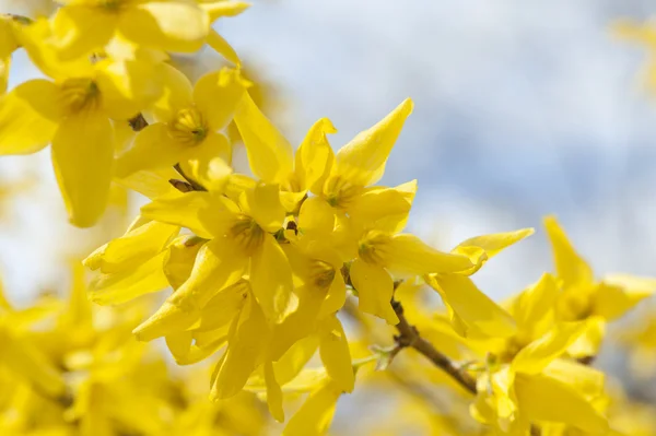 Žlutá jarní květiny — Stock fotografie