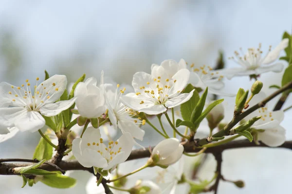 stock image White cherry flowers