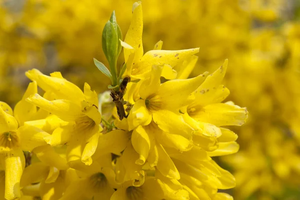 Yellow spring flowers on tree — Stock Photo, Image