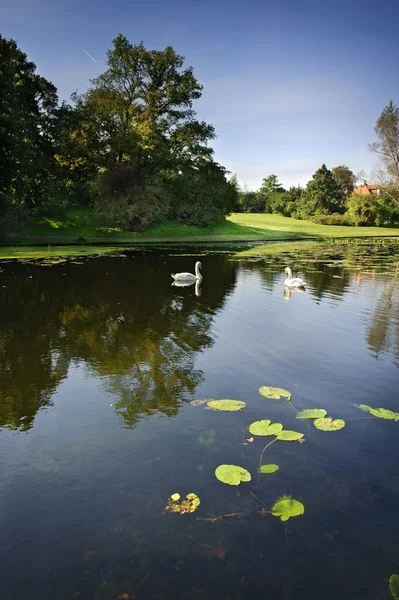 Swan op het midden van lake — Stockfoto