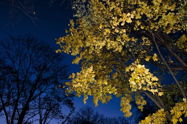 Herfst boom in de nacht — Stockfoto
