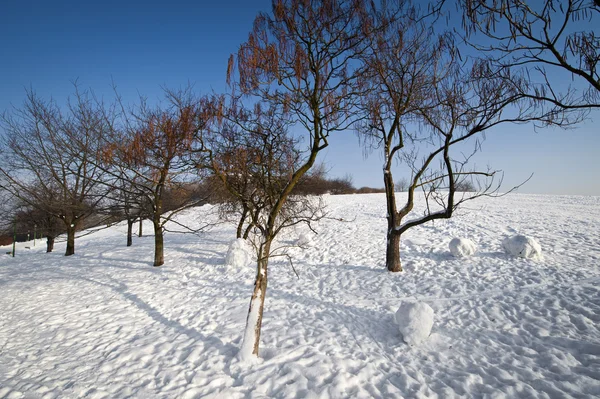Alberi invernali nel parco — Foto Stock