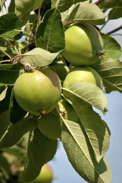 Zweig eines grünen Apfels am Baum — Stockfoto