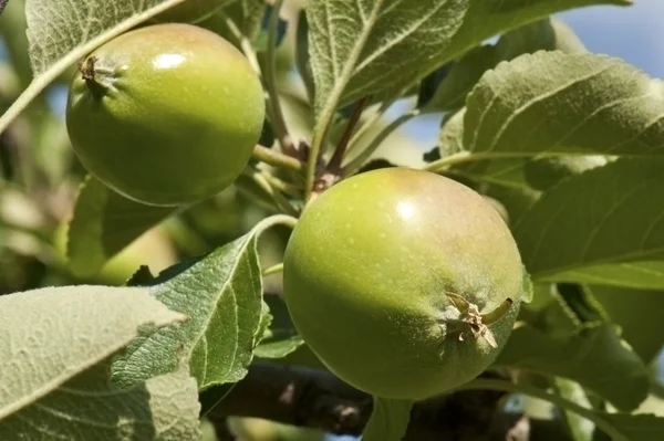 Grüner, ökologischer Apfel am Baum — Stockfoto