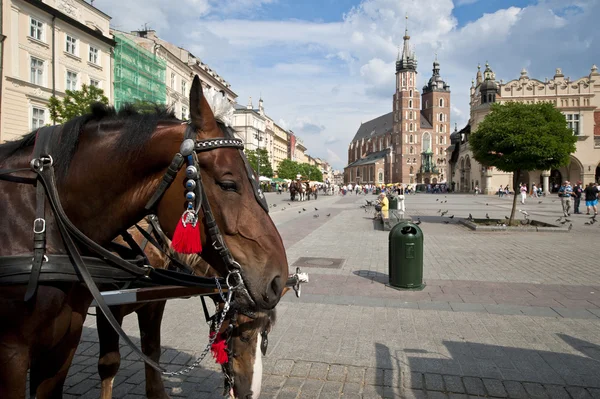 Konie na rynku starego miasta w Krakowie, Polska — Zdjęcie stockowe