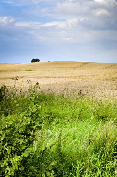 Ecological countryside landscape — Stock Photo, Image