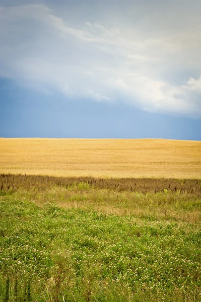 Ecological corn field — Stock Photo, Image