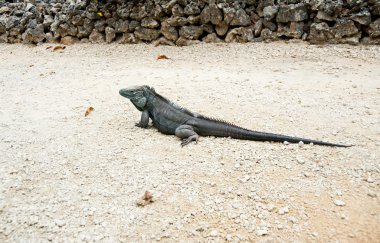 Mavi iguana