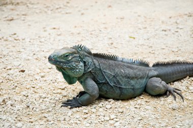 Blue iguana clipart