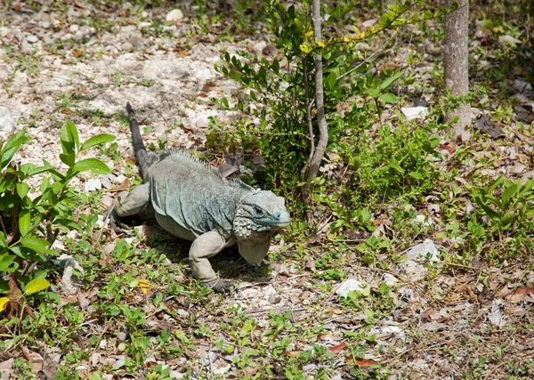 Modrý iguana — Stock fotografie